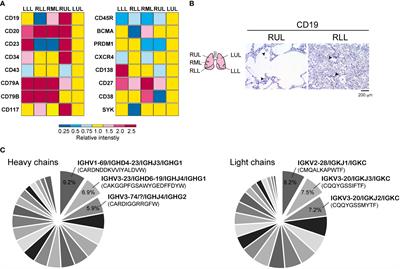 B cell receptor repertoire analysis from autopsy samples of COVID-19 patients
